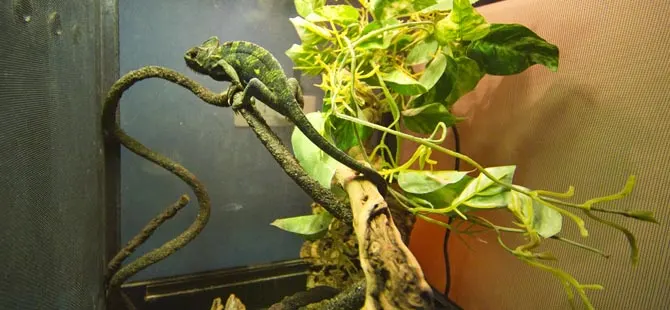 Laputa, un’iguana, in una teca della degenza